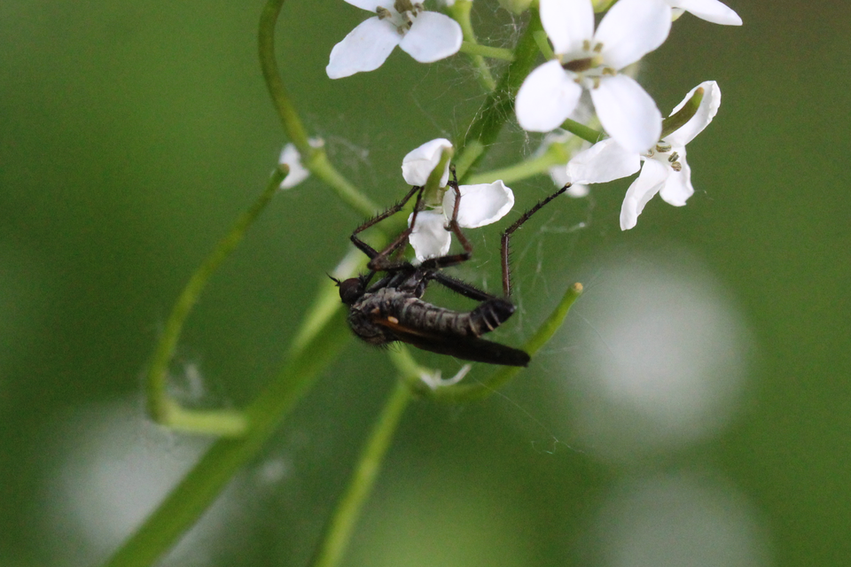 Empididae - táncoslegyek