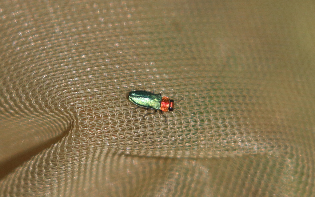 Anthaxia nitidula - ragyogó virágdíszbogár
