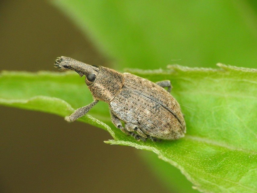 Lepyrus palustris - kétpettyes fűzormányos