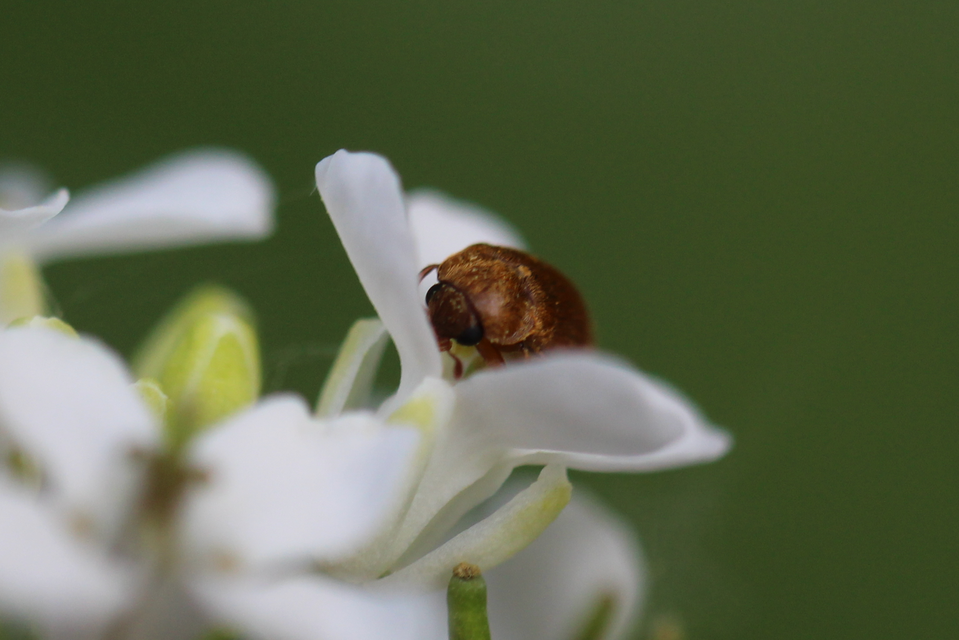 Byturus ochraceus - gyömbérgyökérbogár