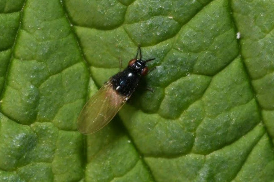 Lauxania minor