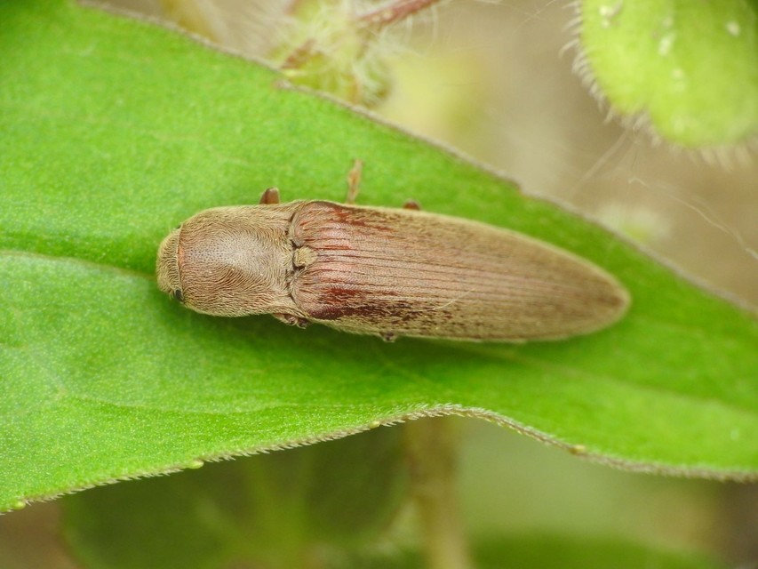 Synaptus filiformis - talpas pattanó