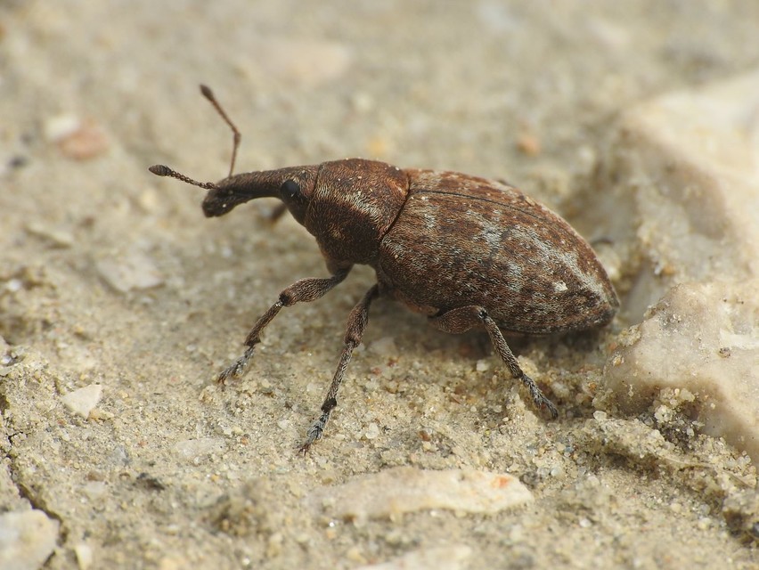 Lepyrus capucinus - pettyes fűzormányos