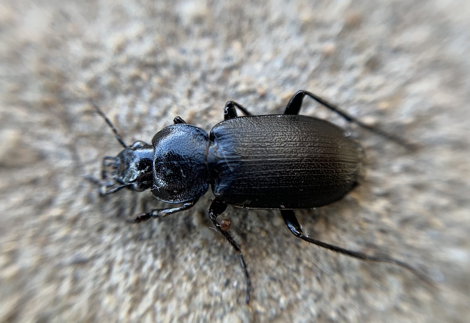 Licinus depressus - kis pajzsosfutonc