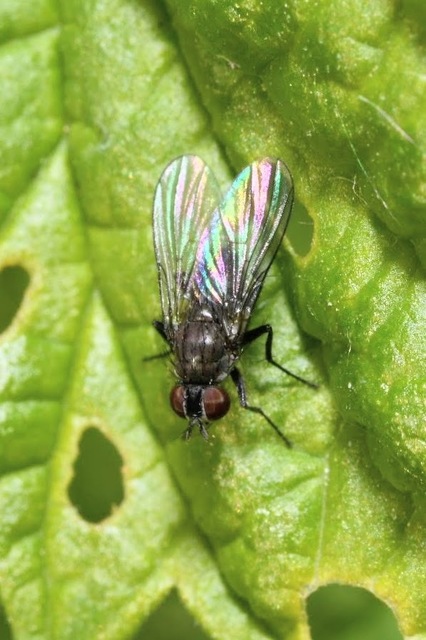 Coenosia agromyzina