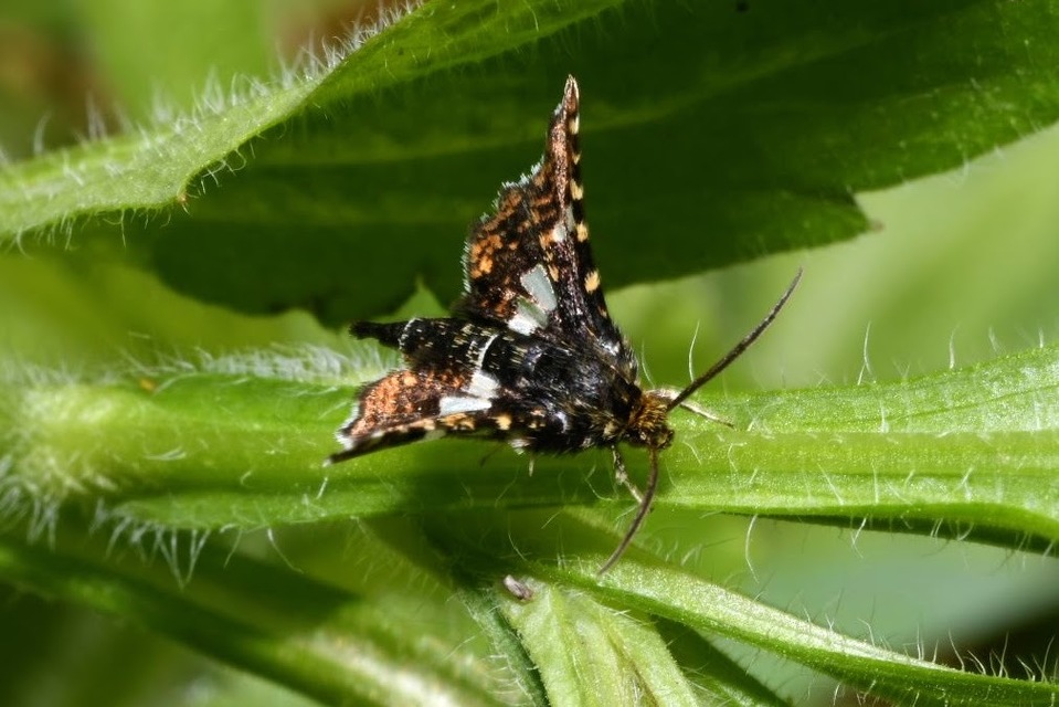 Thyris fenestrella - gyakori ablakosmoly