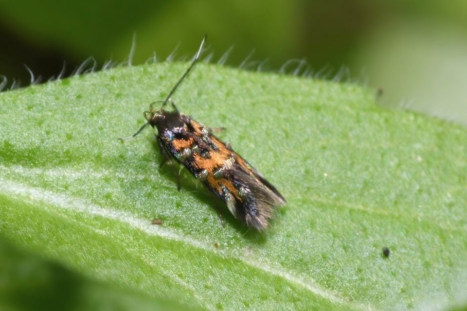 Pancalia leuwenhoekella - feketecsápú ibolyamoly