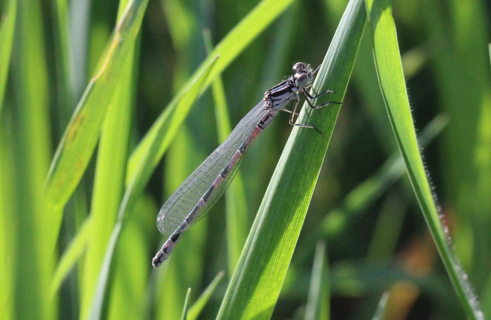Coenagrion ornatum - díszes légivadász