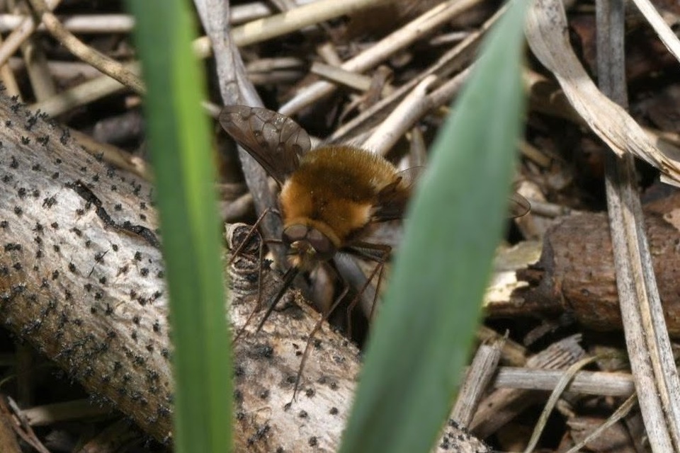 Bombylius medius - fehérfarú pöszörlégy