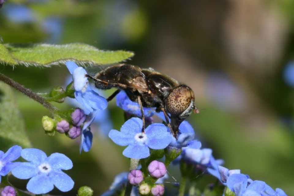 Eristalinus aeneus - bronzos foltosszeműlégy