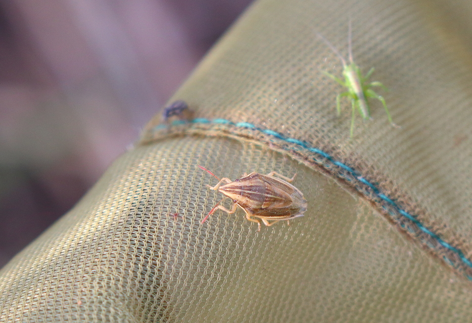 Aelia acuminata - közönséges szipolypoloska Aelia acuminata - közönséges szipolypoloska