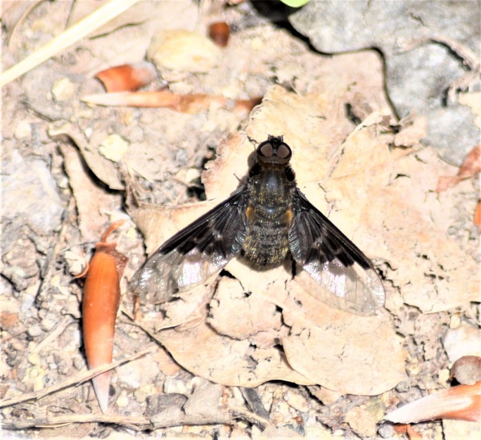 Hemipenthes morio - közönséges gyászlégy
