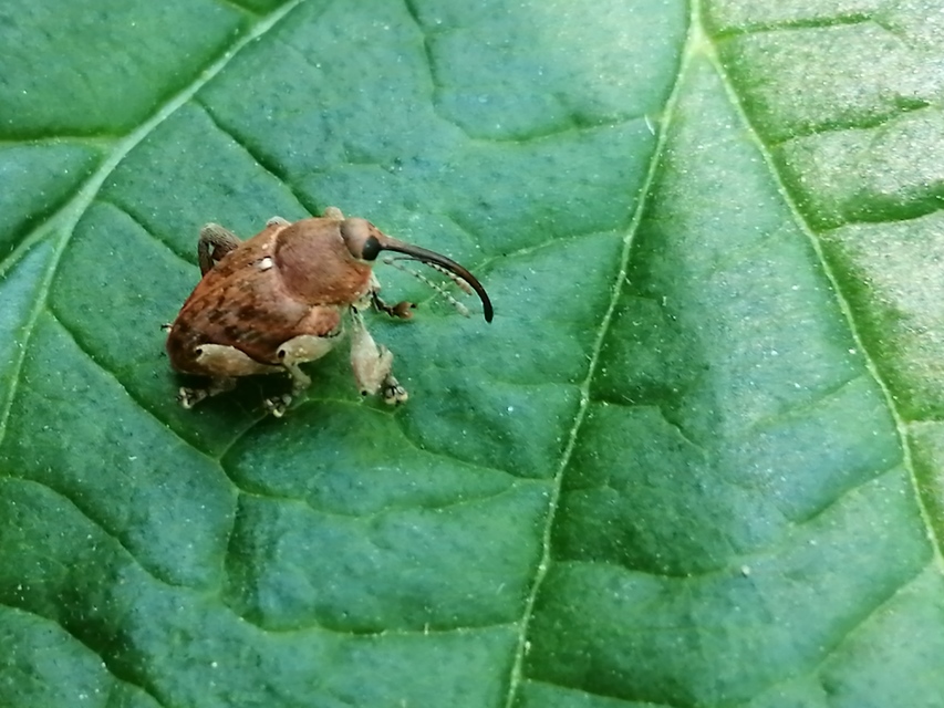 Curculio glandium - tölgymakkzsuzsóka