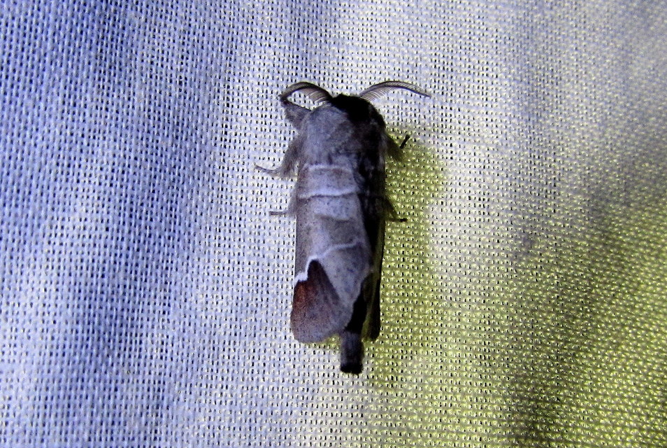 Clostera curtula - rövidszárnyú levélszövő
