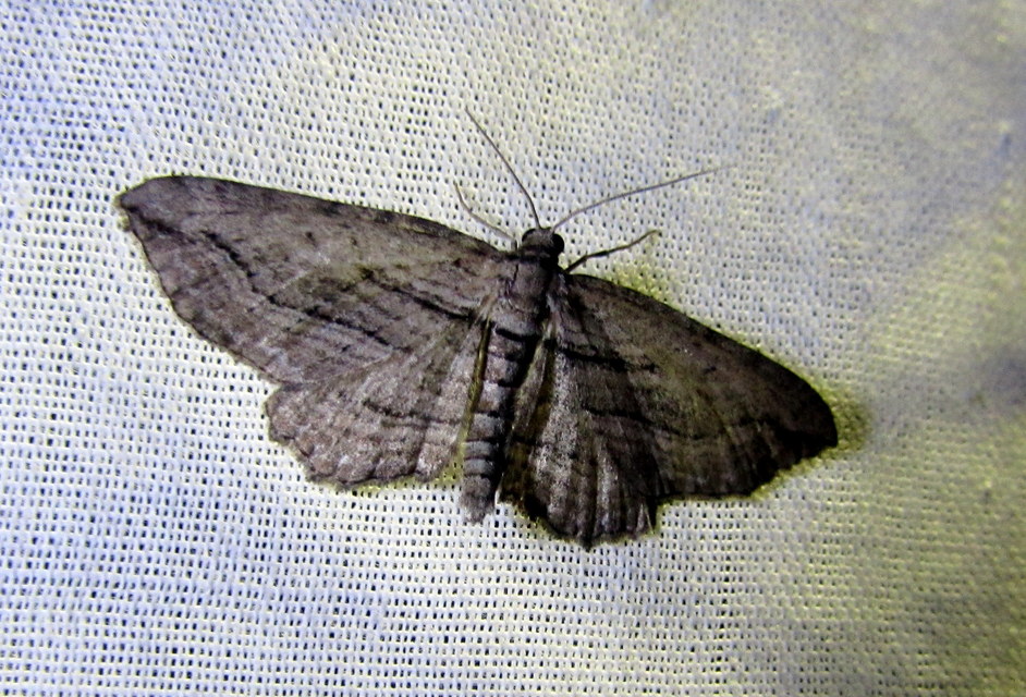 Horisme corticata - barna iszalagaraszoló