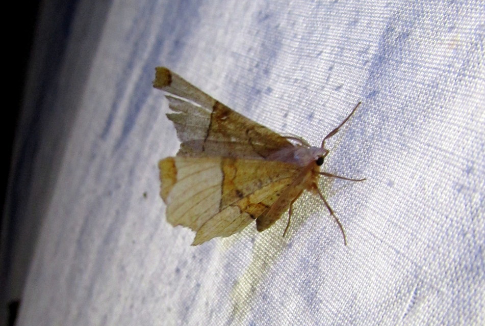 Selenia lunularia - egyfoltos holdasaraszoló