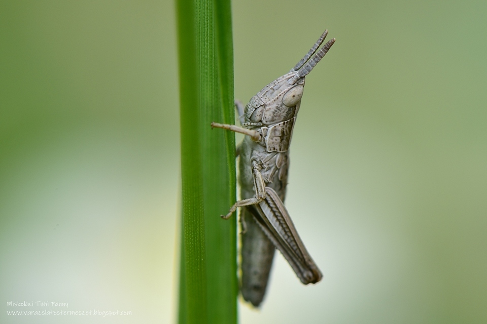 Euthystira brachyptera - smaragdzöld sáska