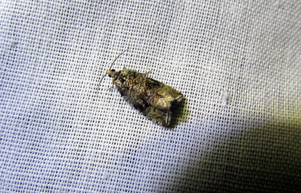 Celypha lacunana - vízparti tükrösmoly