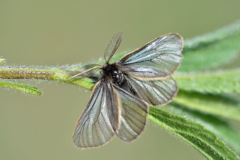 Pentophera morio - réti gyapjaslepke