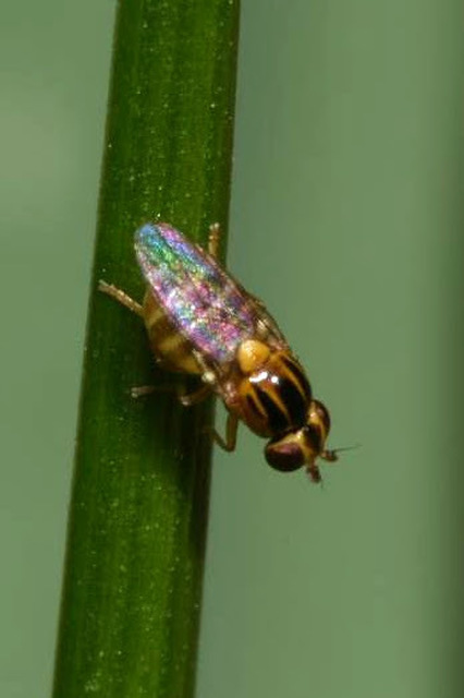 Thaumatomyia