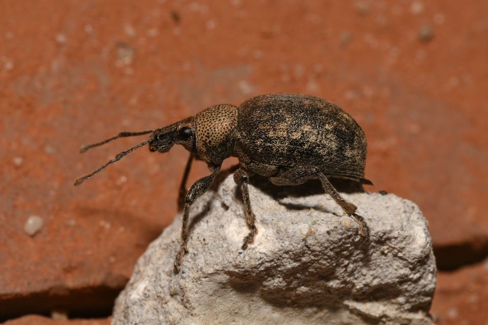 Otiorhynchus ligustici - vincellér-gyalogormányos