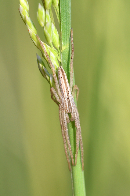 Tibellus
