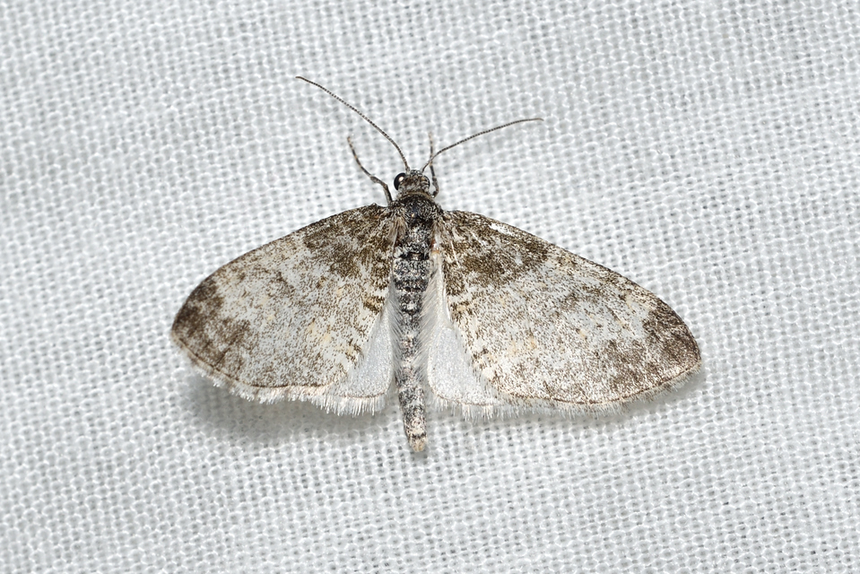 Lobophora halterata - szárnyfüggelékes araszoló