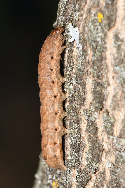 Noctua fimbriata - szélessávú sárgafűbagoly