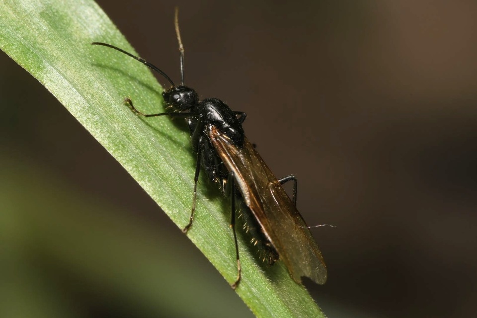 Camponotus vagus - fekete lóhangya