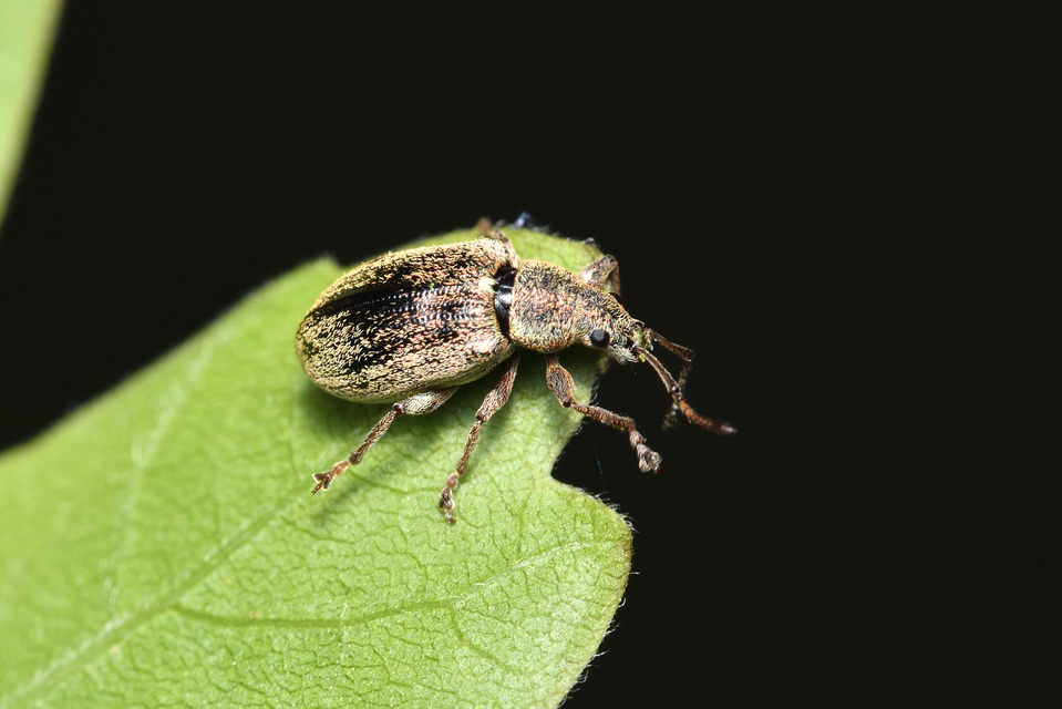 Phyllobius pyri - gyümölcsfa-levélormányos