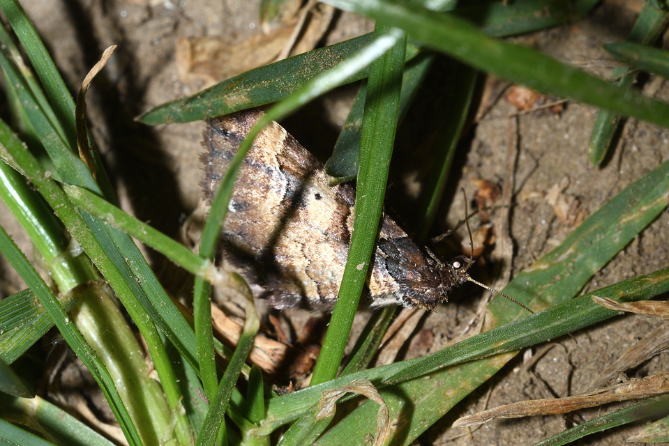 Earophila badiata - csipkerózsa-araszoló