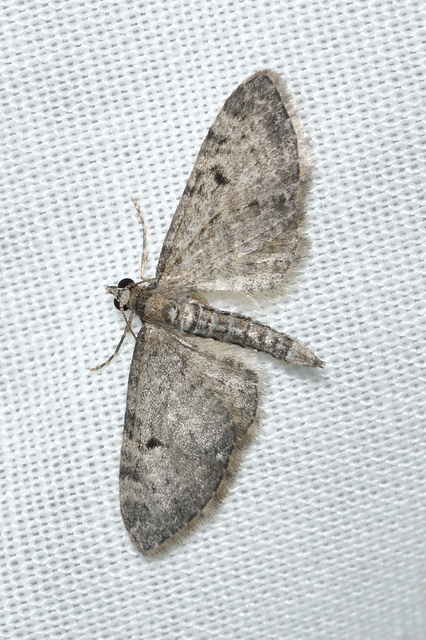 Eupithecia virgaureata - aranyvessző-törpearaszoló