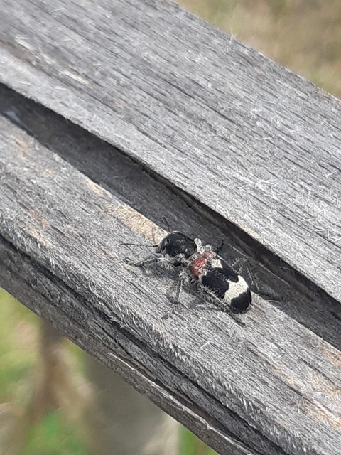 Clerus mutillarius - feketenyakú szúfarkas