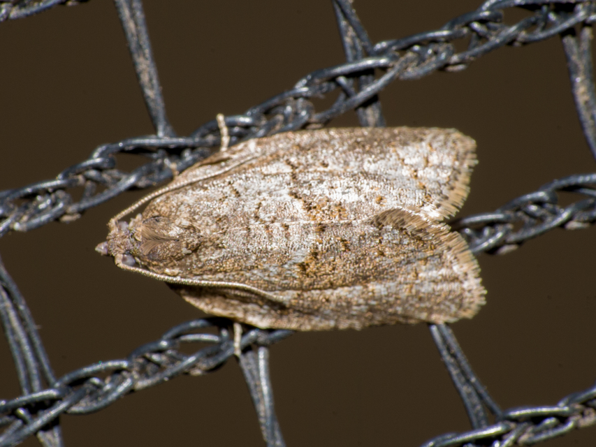 Syndemis musculana - füstös sodrómoly