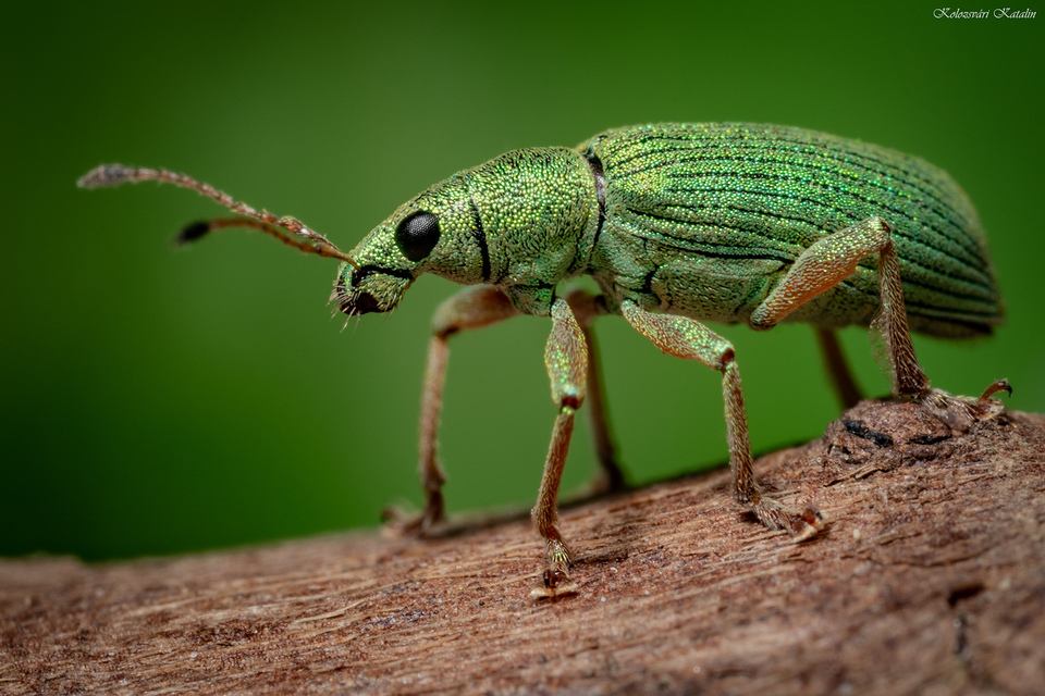 Polydrusus formosus - selymes lombormányos