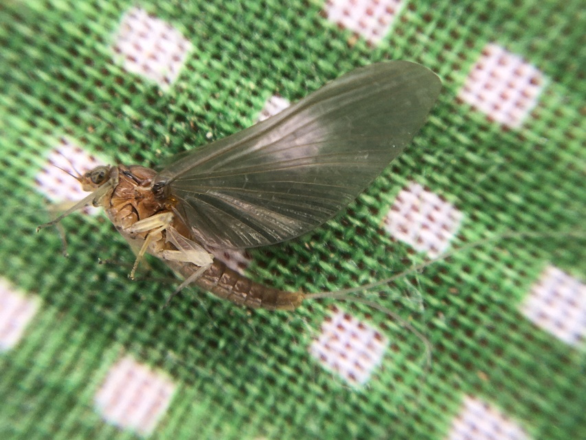 Ephemeroptera - Kérészek