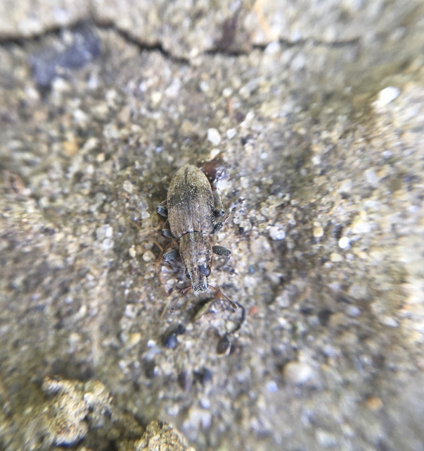 Sitona humeralis - lucerna-csipkézőbogár