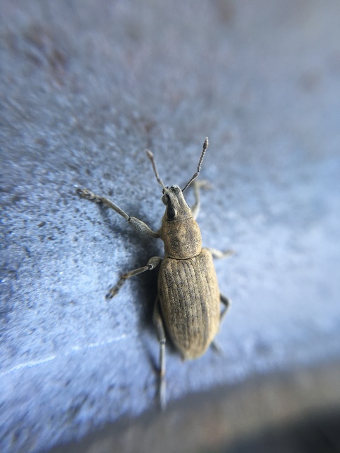 Tanymecus palliatus - közönséges hegyesfarúbarkó