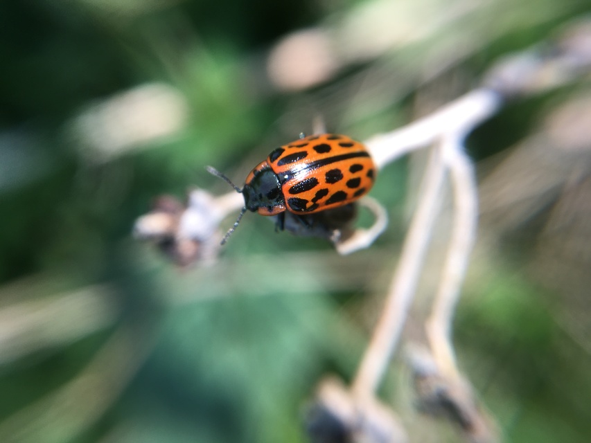 Chrysomela vigintipunctata - húszfoltos fűzlevelész Chrysomela vigintipunctata - húszfoltos fűzlevelész
