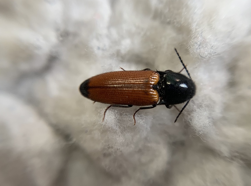 Ampedus glycereus - hosszúkás pattanó