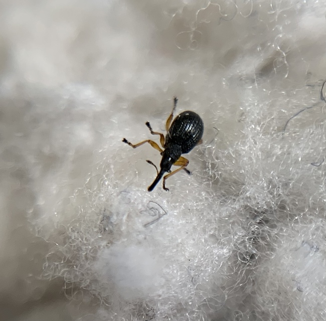 Protapion fulvipes - vadhere-cickányormányos Protapion fulvipes - vadhere-cickányormányos