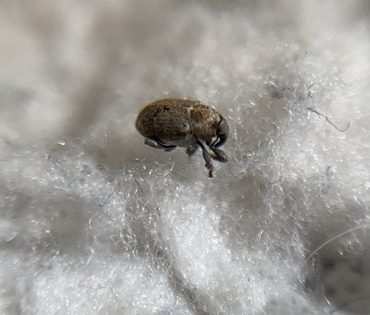 Sibinia pellucens - mécsvirágormányos
