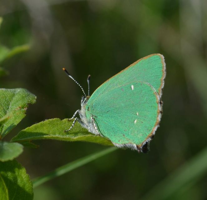 Callophrys rubi - zöldfonákú lepke