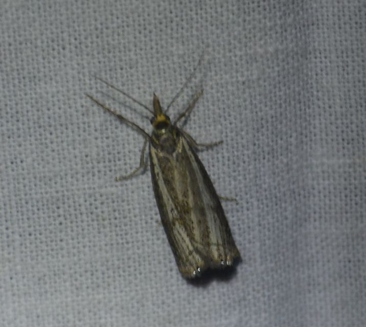Thisanotia chrysonuchella - tavaszi fűgyökérmoly