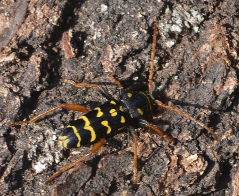 Plagionotus arcuatus - bársonyos darázscincér
