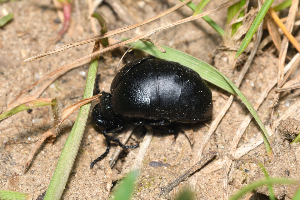 Meloe scabriusculus - érdes nünüke