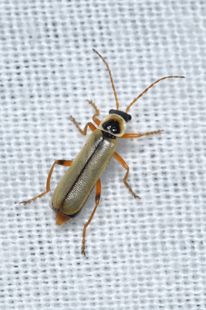 Metacantharis clypeata - tavaszi lágybogár