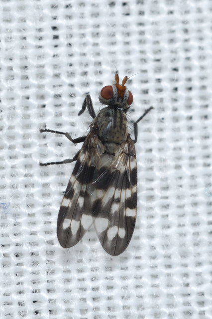 Otites centralis/guttata