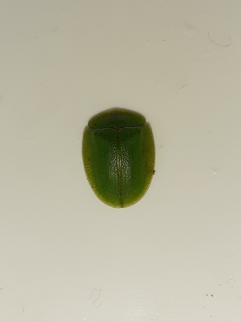 Cassida viridis - zöld pajzsbogár Cassida viridis - zöld pajzsbogár