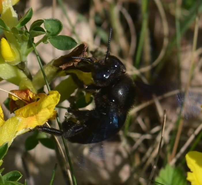 Xylocopa